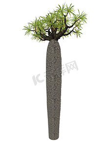 大瓶树，pachypodium geayi - 3D 渲染