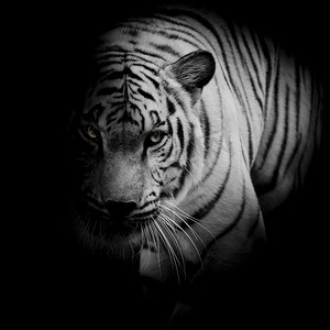 孤立在黑色背景上的白虎