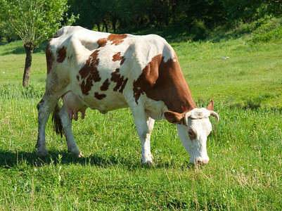 棕色和白色的牛