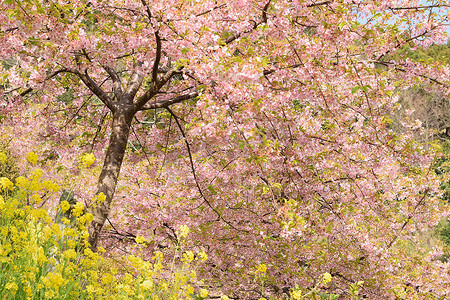 日本的樱花景观