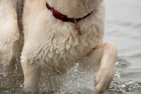 一系列照片显示一只西伯利亚雪橇犬浑身湿透，没水了