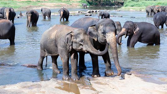 大象情人摄影照片_年轻的大象爱，在河里照顾另一个