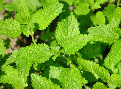 柠檬香蜂草（Melissa officinalis）