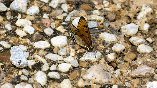 一对停在岩石上的蝴蝶