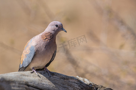 柱形背景摄影照片_南非克鲁格国家公园的笑鸽