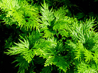 蕨类树叶摄影照片_卷柏卷柏的鲜绿