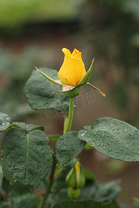 黄玫瑰花卉植物