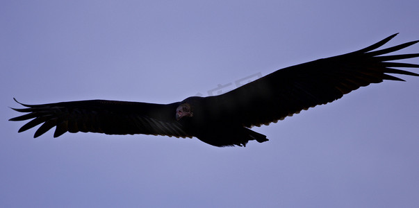 天空中一只秃鹰的孤立照片