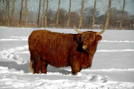 雪地里的牛