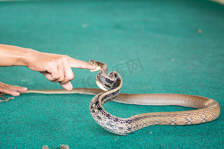 泰国芭堤雅 — 2017 年 1 月：在节日期间玩蛇来展示蛇