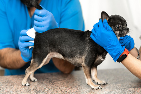 宠物诊所摄影照片_兽医在兽医诊所清洁狗的肛门旁腺。