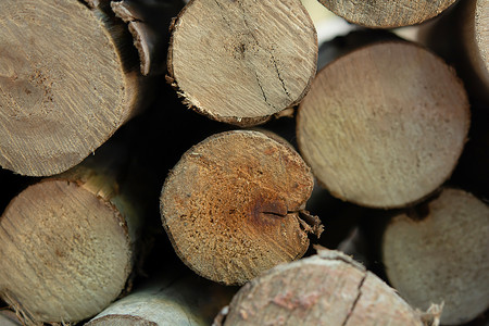 木原木堆，树桩背景