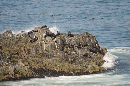 阿里背景摄影照片_南美海狮和 guanay 鸬鹚在背景中。