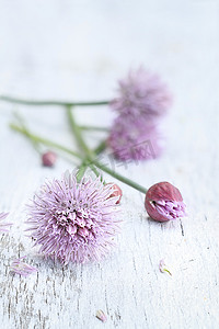 鲜花鲜摄影照片_鲜韭菜