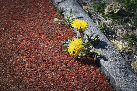 蒲公英竖版摄影照片_在人行道边缘的黄色蒲公英花