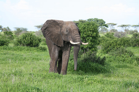 非洲博茨瓦纳大草原上的野生大象 (Elephantidae)