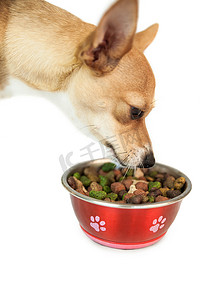 可爱的狗从碗里吃东西