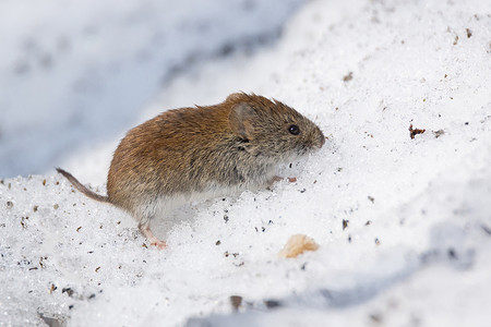 雪地里的老鼠