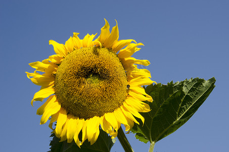 成熟的向日葵看起来像太阳背景蓝天
