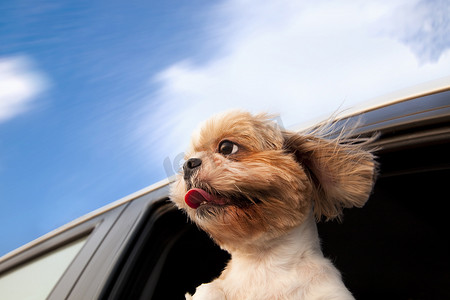 遛狗摄影照片_在车窗里遛狗，享受公路旅行