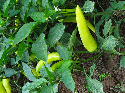 斯里兰卡某处的青椒种植