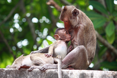 动物和宝宝摄影照片_猴子和宝宝