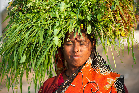 背着绿草的印度村民妇女