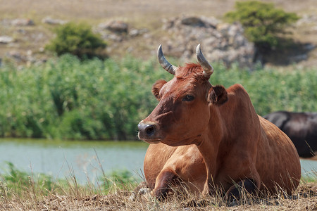 芦苇草地摄影照片_躺在草地上的牛