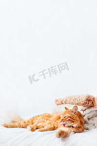 可爱的姜猫躺在一堆白色背景的米色羊毛衣服旁边。