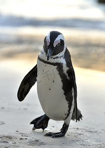 非洲企鹅 (spheniscus demersus)，也称为公驴企鹅的肖像。