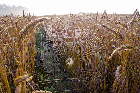 秋天的露水摄影照片_秋天的庄稼地，清晨的露水蜘蛛网