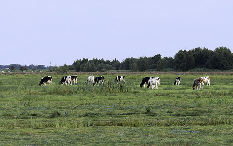 奶牛在绿草上吃草