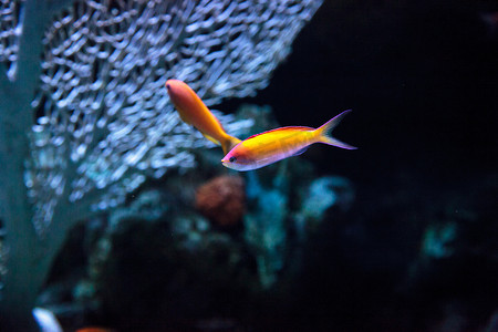 粉红色双色 anthias 鱼 Pseudanthias bicolor