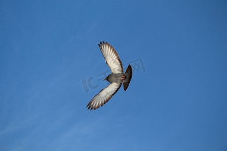飞翔的鸽摄影照片_单鸽在空中飞翔