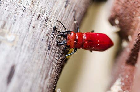 绿色自然中的红甲虫剪刀