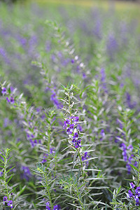 紫蓝色摄影照片_花园中的紫色紫蓝色花
