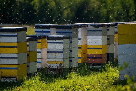 五颜六色的蜂巢在炎热的夏日