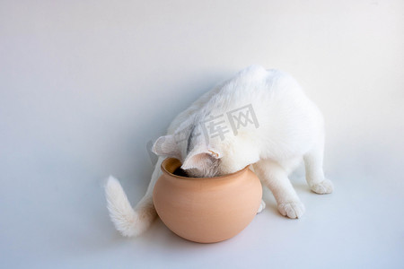白色调皮的猫看着白色背景中的棕色锅