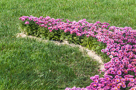 新鲜的粉红色菊花和草地背景