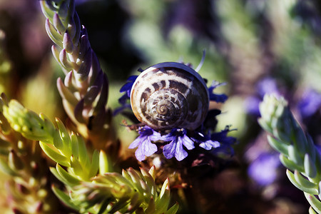 蜗牛壳和鲜花。