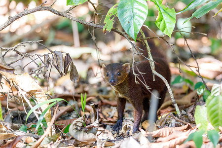 环尾獴马达加斯加野生动物