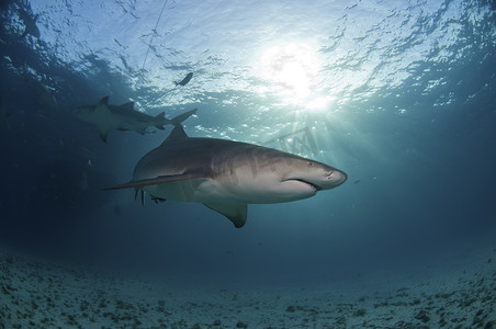 阳光下的鲨鱼