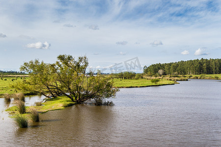 阿根廷 Federacion Entre Rios 带溪流和桉树造林的田野景观