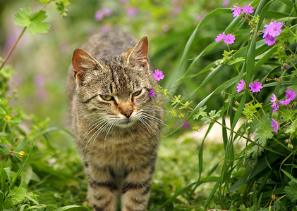 春天开花自然中的灰猫
