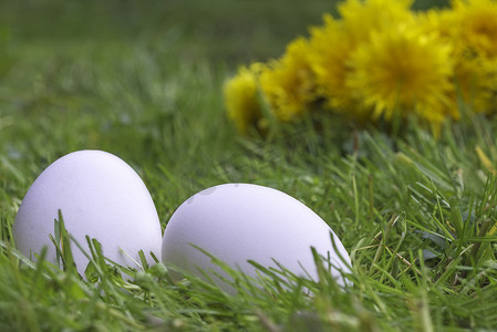 蒲公英白摄影照片_草地上的白鸡蛋