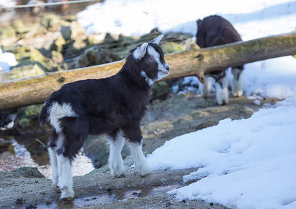 冬的野生动物摄影照片_冬天在德国鹿园的一只矮山羊