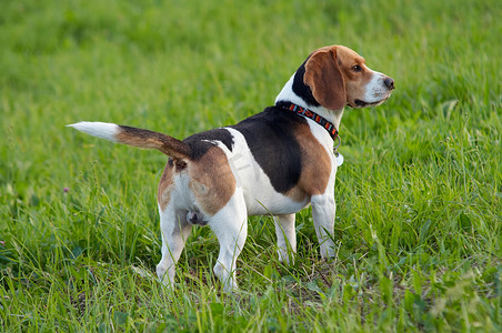 儒学摄影照片_猎犬英国小猎犬在草地上