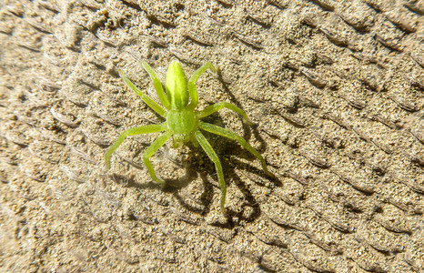 小的绿色蜘蛛坐在含沙表面上