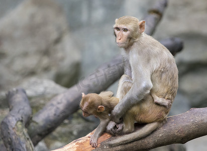 猴妈妈和猴宝宝摄影照片_猴妈妈和猴宝宝坐在树枝上的形象。