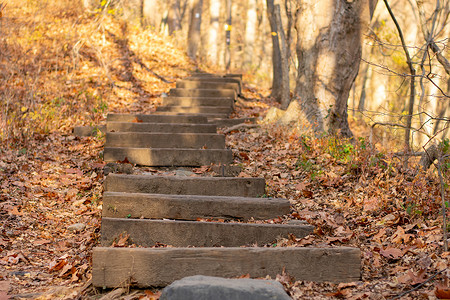 秋叶黄色摄影照片_在被秋叶覆盖的森林中的台阶